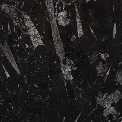 Preto Fossil