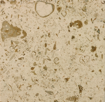 Moca Fossilina Polido