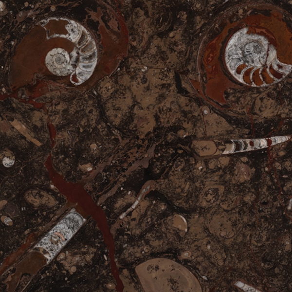 Castanho Fossil